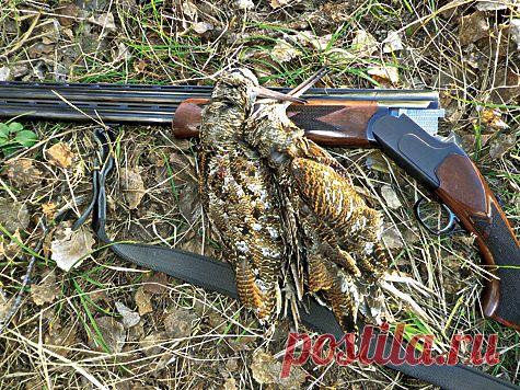 Как выбрать ружье?