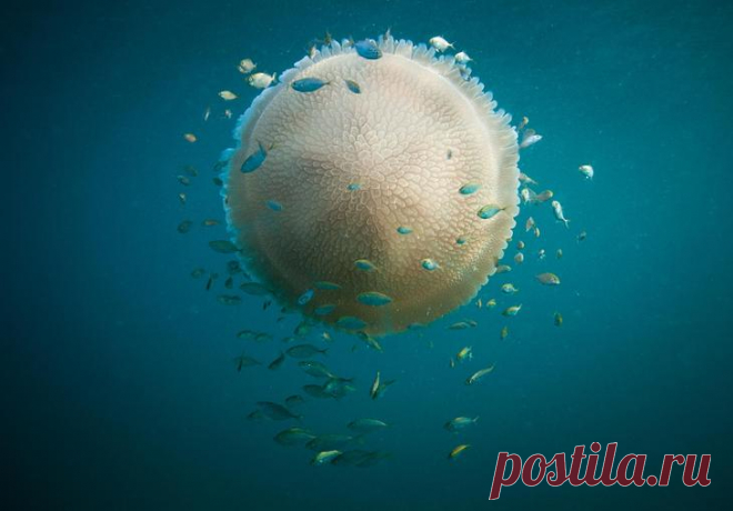 45 красивых подводных фотографий, от которых замирает дыхание