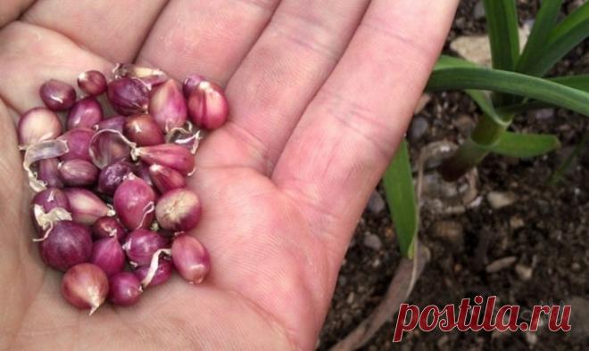 ТРИ ПРИЧИНЫ САЖАТЬ ЧЕСНОК БУЛЬБОЧКАМИ.