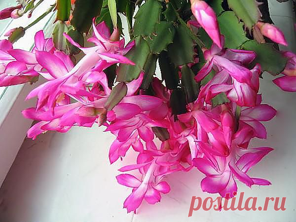 Как правильно ухаживать за "декабристом"?. Обсуждение на LiveInternet - Росси | Цветы и сад