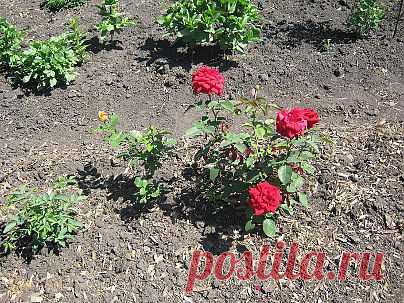 Цветут розы!