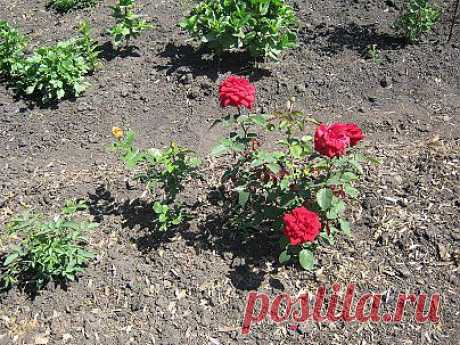 Цветут розы!