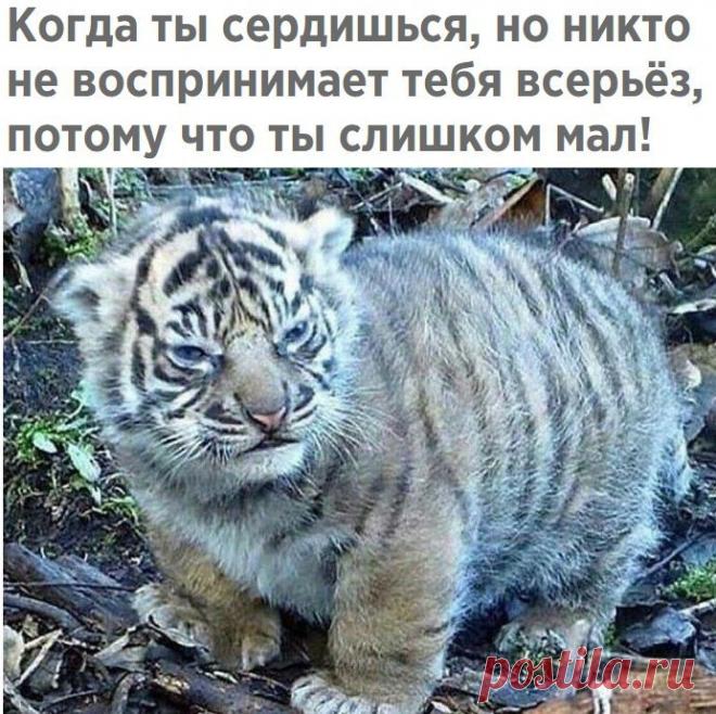 Забавные фото и прикольные картинки с надписью для хорошего настроения