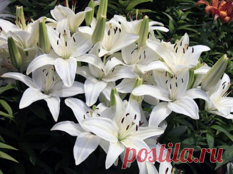 Какое у женщины имя — такой и будет с ней жизнь. Про мою жену — правда.  Алина - Цветок имени: лилия. В христианской традиции лилия символизирует чистоту и невинность, а несколько лилий на одном стебле означают девственность, возрождение и бессмертие. Прямой стебель у лилии является олицетворением Божественного ума, тогда как поникшие листья — это символ скромности | Чаровница и проказница