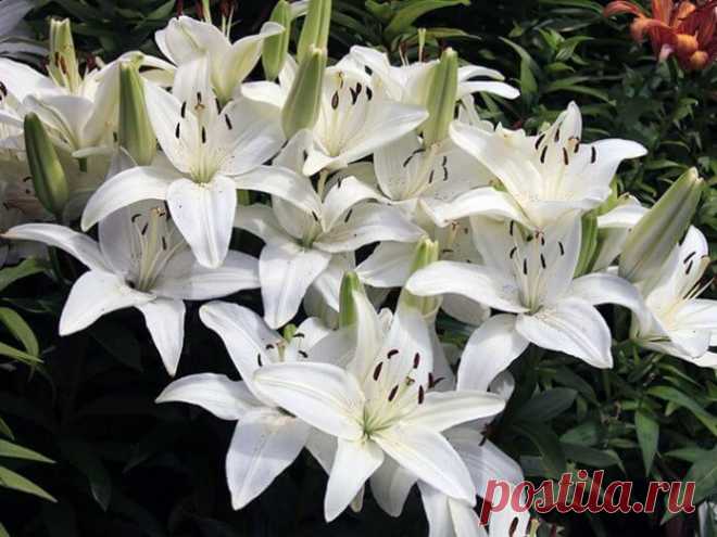 Какое у женщины имя — такой и будет с ней жизнь. Про мою жену — правда.  Алина - Цветок имени: лилия. В христианской традиции лилия символизирует чистоту и невинность, а несколько лилий на одном стебле означают девственность, возрождение и бессмертие. Прямой стебель у лилии является олицетворением Божественного ума, тогда как поникшие листья — это символ скромности | Чаровница и проказница