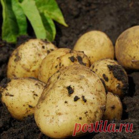 Усадьба | Огородник : Сверхранний картофель