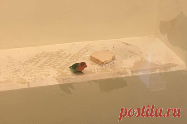 Обезьяна-террористка и попугай-наркоторговец: 8 случаев, когда животных сажали в тюрьму — Russian Traveler