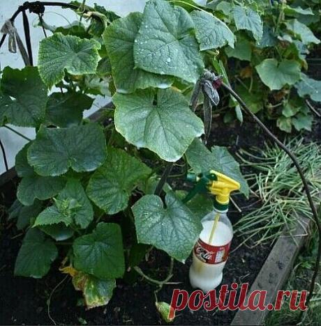 Молоко для огурцов.

На вашей грядке с огурцами появилась черная тля. Листья скрючиваются, засыхают. Затем погибают и плети. Раствор мыла практически не помогает. И древесная зола не дает желаемых результатов. 

Попробуйте следующий состав: 1 литр свежего молока и 1 столовую ложку йода (йодистого калия) хорошо взбить, а полученную эмульсию растворить в 10 л воды. При помощи опрыскивателя побрызгать огурцы.