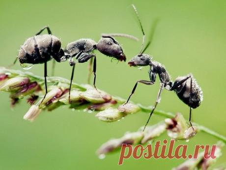 1 непрочитанный чат