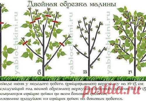 Обрезка малины по Соболеву