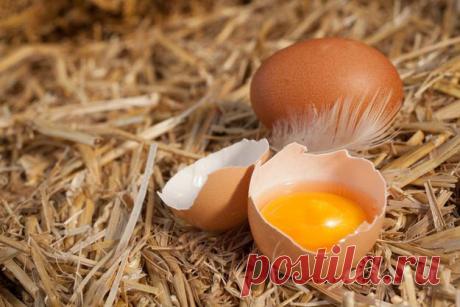 Я тебе пригожусь: как использовать яичную скорлупу / Домоседы