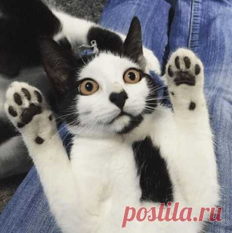 21 кошка с совершенно крутыми узорами и отметинами