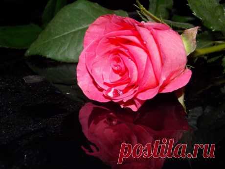 NIKA8 NIKA - THESE ROSES FOR YOU ~ albums ~ Beesona.Ru
