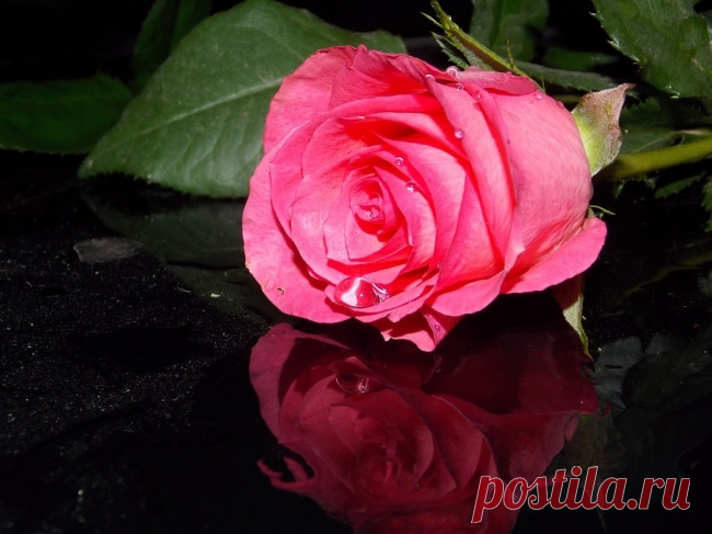 NIKA8 NIKA - THESE ROSES FOR YOU ~ albums ~ Beesona.Ru