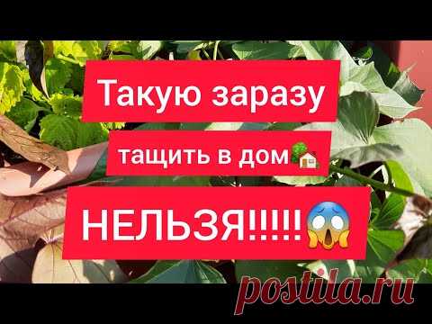 СУПЕР мощная обработка растений перед зимой!!!🍀👍