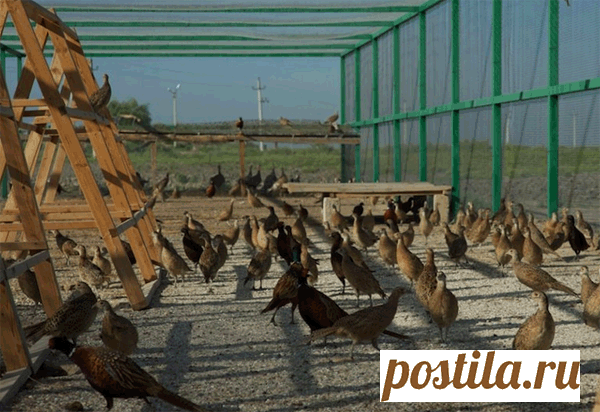 Разведение фазанов на ферме как бизнес