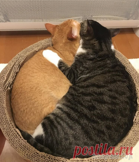 27 фотографий кошек и собак, которые заставят вас забыть обо всех проблемах