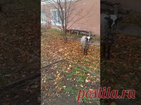 Встретила красавцев - YouTube