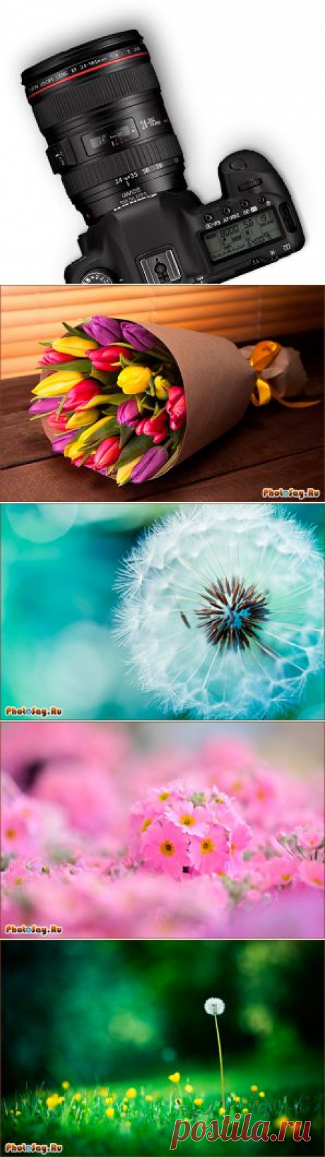 Как фотографировать цветы? - Фотосайт. Уроки фотографии. Статьи о фотографии.