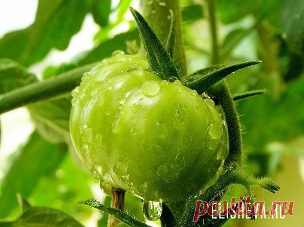 Зеленые помидоры - закуски и заготовки на зиму. Топ-7 рецептов.