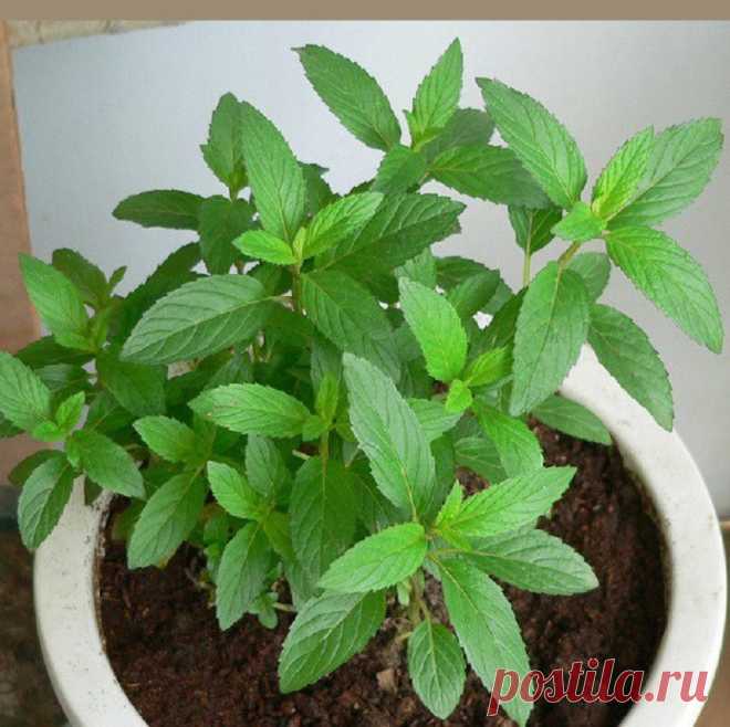 Домашняя мята