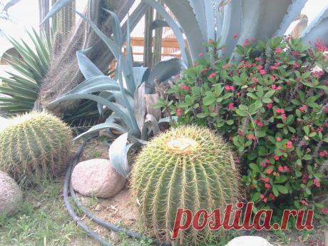 многообразие кактусов