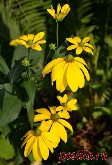 Красивая ширма для некрасивого забора-Рудбекия глянцевитая (Rudbeckiа nitida): Группа Клумбы и цветники