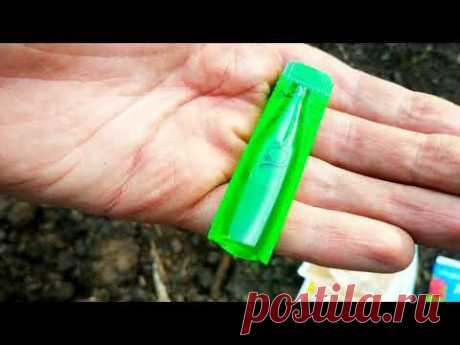 АМЕРИКАНСКИЙ КЛЁН ВЫПРОВАЖИВАЕМ,ВЫВОДИМ С САДОВОГО УЧАСТКА