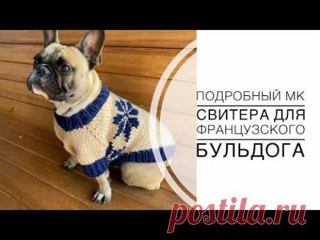 Подробный мастер класс джемпера для французского бульдога