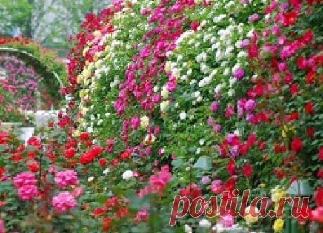 Выращивание роз и оформление розария