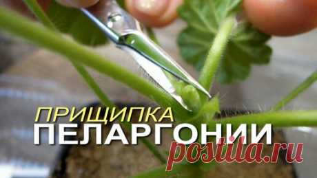 Чтобы куст ПЕЛАРГОНИИ был красивым и с пышной листвой необходимо сделать ПРИЩИПКУ. | Зеленый Огород | Дзен