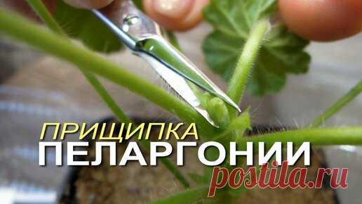 Чтобы куст ПЕЛАРГОНИИ был красивым и с пышной листвой необходимо сделать ПРИЩИПКУ. | Зеленый Огород | Дзен