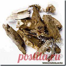 Лечение подсолнечником | Лекарственные травы - Сборы и свойства трав.