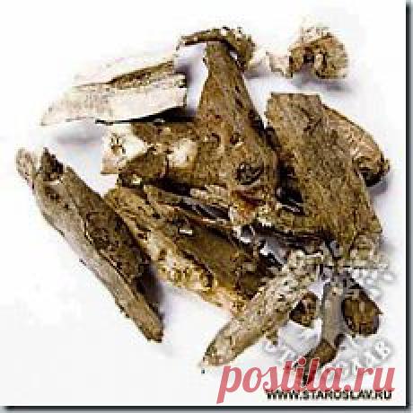 Лечение подсолнечником | Лекарственные травы - Сборы и свойства трав.