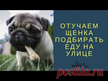 Отучаем щенка подбирать еду на улице
