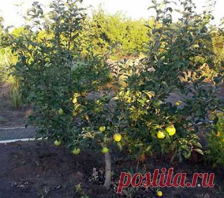 Зачем необходимо формирование кроны яблони | Мое подворье