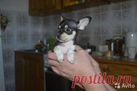 Той- я купила