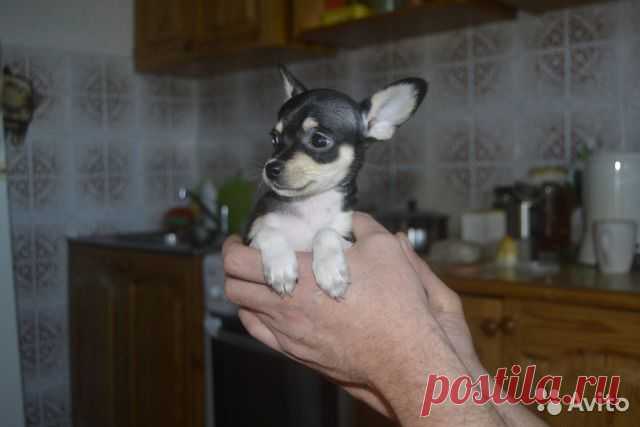 Той- я купила