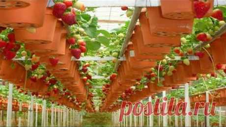 Грядки для клубники идеи для дачи сада и огорода от дачников садоводов хенд мейд своими руками Полезно для дачников и садоводов https://goo.gl/YyED9h Инструмент из Китая на прямую ✔https://goo.gl/gi15Y8✔ Мир товаров✔https://goo.gl/n8ldiQ✔ Все для дома сада и дачи⇒https://goo.gl/4skXn9⇐ Мир гаджетов✑https://goo.gl/mvt5gf☏ Мир распродаж✂https://goo.gl/wnlVjd✌  Мир низких цен успей✈https://goo.gl/TqmsPF✉ Все по 1 баксу с бесплатной доставкой✏https://goo.gl/hOKYvd✔ Посмотрите ...