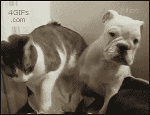 GIFs XD Смешные животных