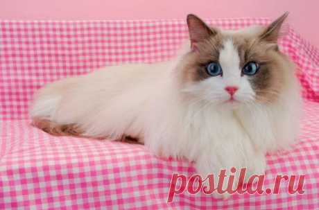 Семь пород кошек, которые нравятся красивым парням и красоткам