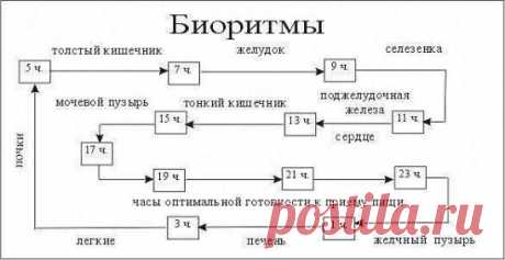 БУДЕМ МОЛОДЫМИ!
Все знают пословицу: «Завтрак съешь сам, обед раздели с другом, ужин отдай врагу». Теория омоложения Людмилы Бродацкой из Житомира переворачивает все с ног на голову.
Вы, наверное, обратили внимание, и это подтверждают ученые, что на фотографии всегда человек выглядит несколько старше, чем на самом деле. Глядя ежедневно на себя в зеркало, не замечаешь, как меняешься. Но на фотографии вдруг с ужасом обнаруживаешь, что годы летят, и вид с каждым улетевшим все менее и менее цветущи
