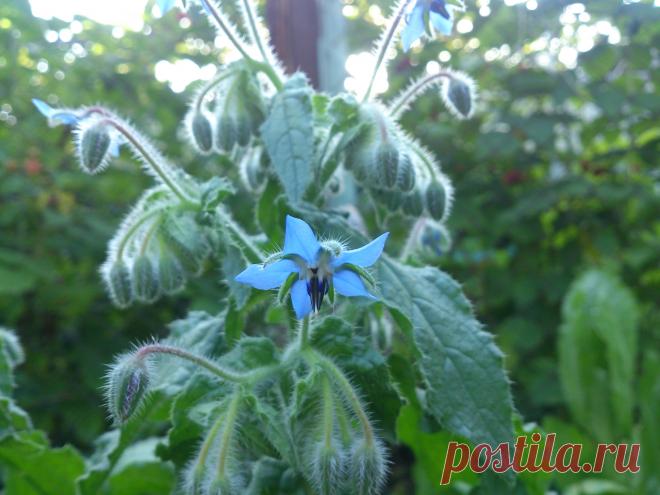 ОГУРЕЧНАЯ трава
(Boraqo officinalis)–однолетник. Вкусный салат. Сбор урожая – через 2 недели после посева. Лечит неврозы, почки, снимает усталость, и укрепляет сердце. Ревматические боли, болезни матки и её придатков.