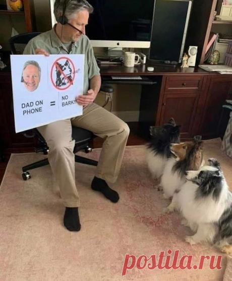 20 смешных зверушек, которые рады принести радость и улыбки в любой дом