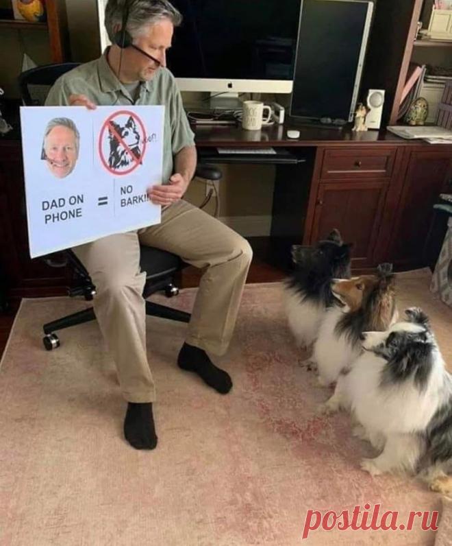 20 смешных зверушек, которые рады принести радость и улыбки в любой дом