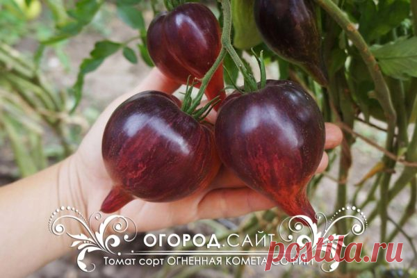 Томат Огненная комета Софии, семена | ОГОРОД.сайт