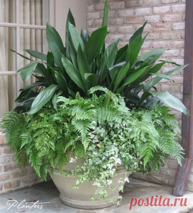 Найдено на сайте plantersgarden.com.