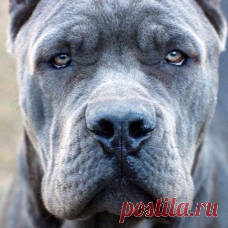 В этих глазах больше человечности, чем у многих людей.