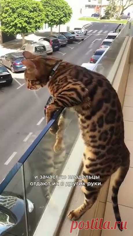 От этих кошек отказываются 😰 #shorts #кошки