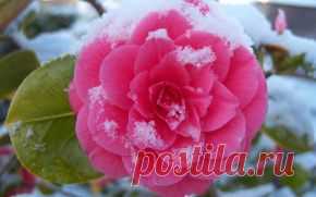 Цветы обои на рабочий стол - страница 17